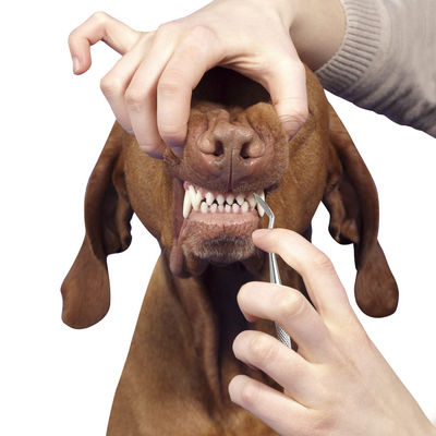 Dents de chien portatives de chats d'outils de toilettage d'animal familier nettoyant le calcul dentaire de tartre du stylo 17cm