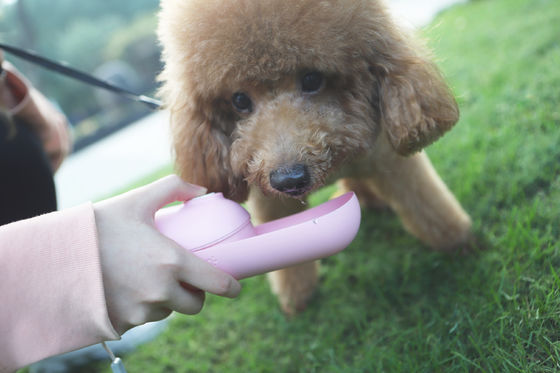 Petite bouilloire d'animal familier de Mini Portable de chien de chien de distributeur pliable rose de bouteille d'eau