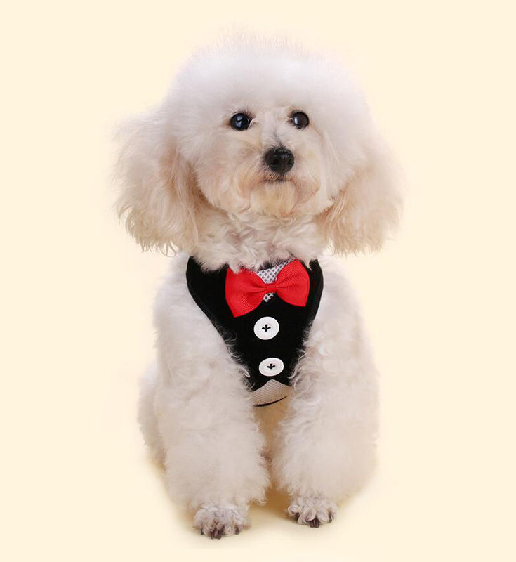 Le harnais réglable de laisse de collier a placé le collier de chien fait main avec la corde L 35-50cm de gilet de traction de noeud papillon