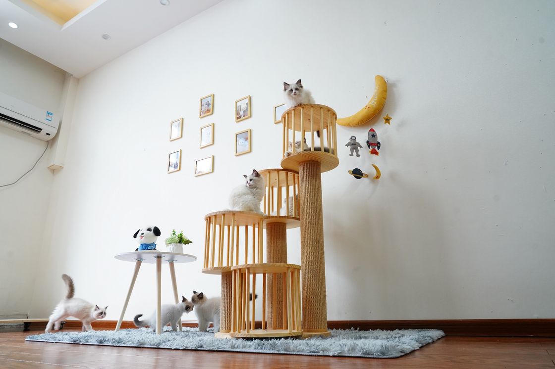 Chambre durable Kitten Cat Climbing Tree Tower Condo avec rayer des courriers