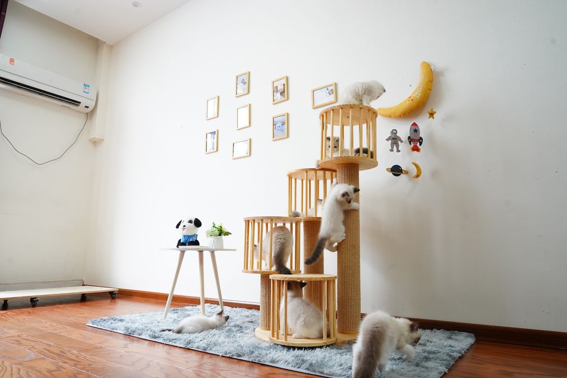 Chambre durable Kitten Cat Climbing Tree Tower Condo avec rayer des courriers