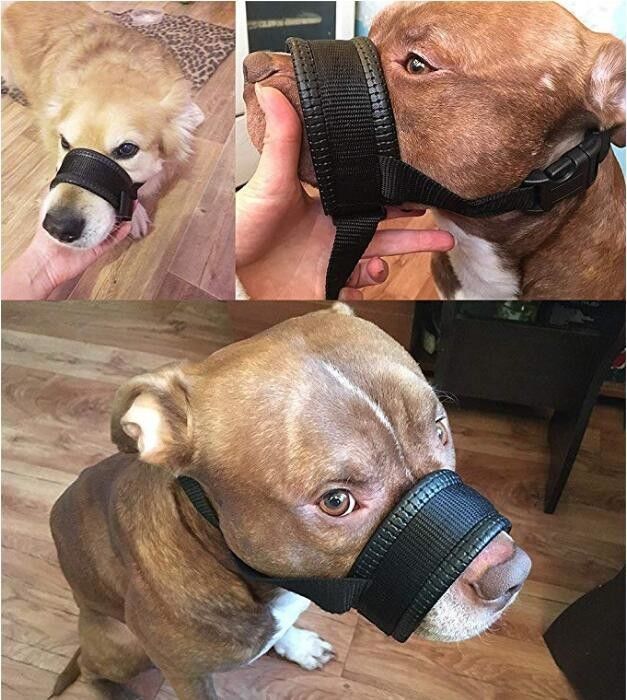 Le harnais en nylon de laisse de collier de museau de chien a placé morsure capitonnée molle de couverture de bouche de chien l'anti