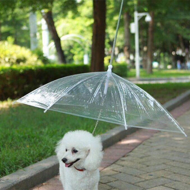 Petits parapluies transparents clairs extérieurs de chien pour des chiens antipluies