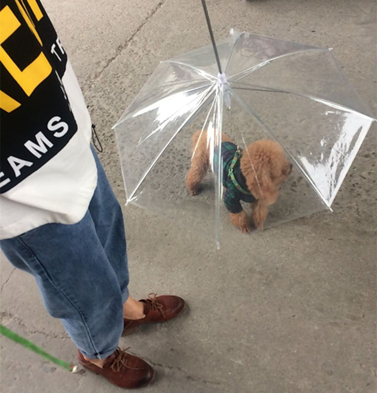 Petits parapluies transparents clairs extérieurs de chien pour des chiens antipluies