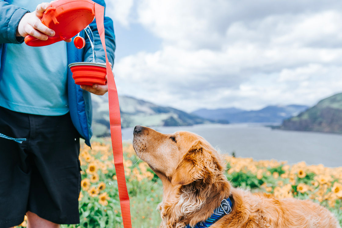Bouteille d'eau portative 5 de cuvette de chien construite par laisse dans 1