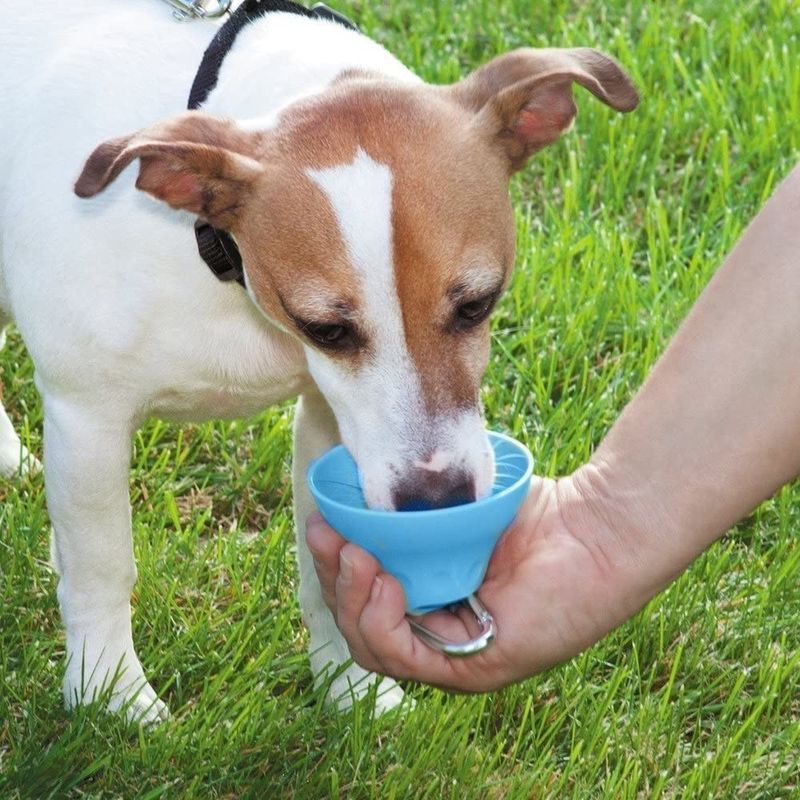 Bouteille d'eau et cuvette extérieures détachables de chien de silicone bouteille potable d'animal familier de 400 ml